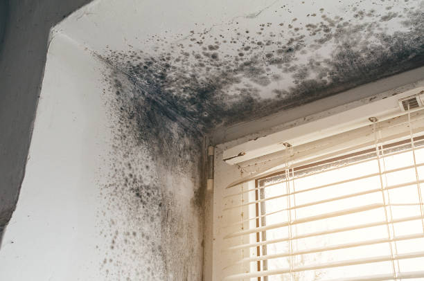 Mold Remediation service in Greensboro, Greensboro, NC